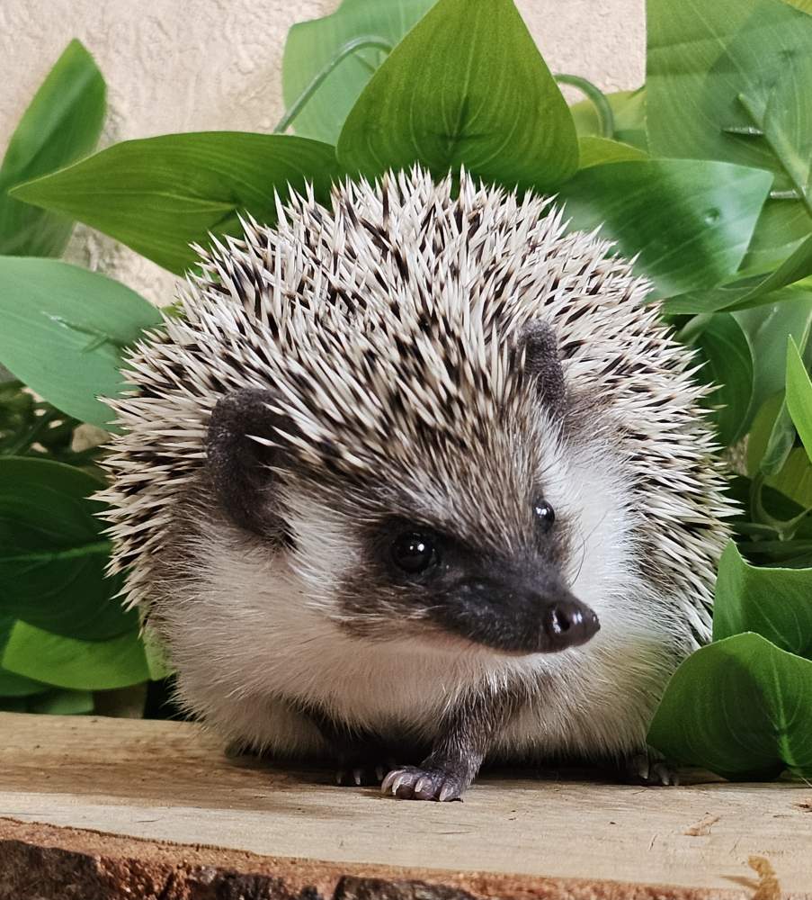 African pygmy hedgehog Pet only Atelerix albiventris 