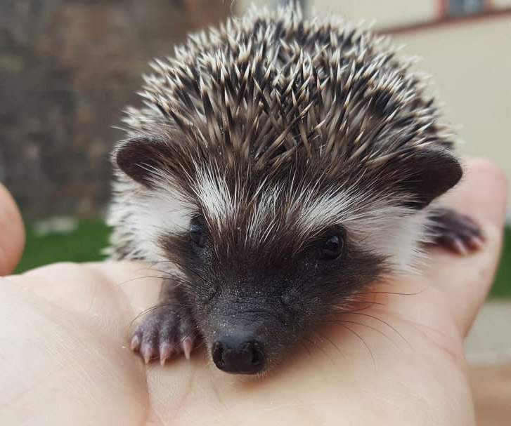 African pygmy hedgehog Deceased Atelerix albiventris Hungary, Budapest