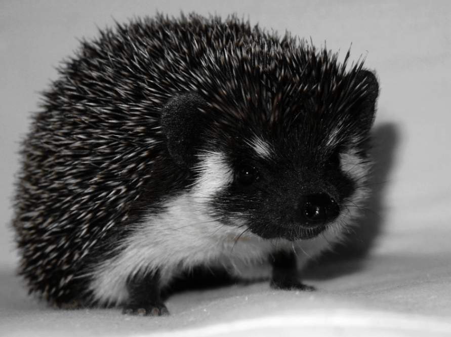 African pygmy hedgehog Owned by other Moio Germany 707