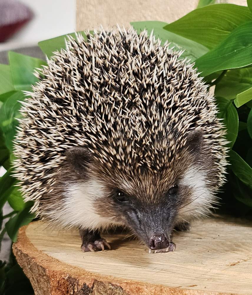 African pygmy hedgehog Pet only Atelerix albiventris 