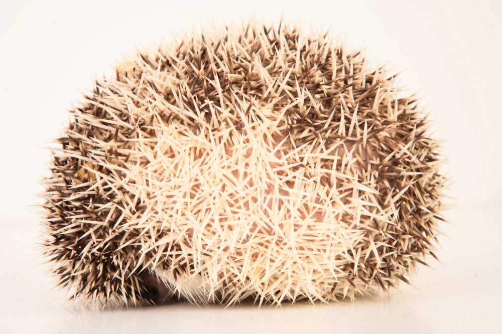 African pygmy hedgehog Breeder Atelerix albiventris Hungary, Budapest