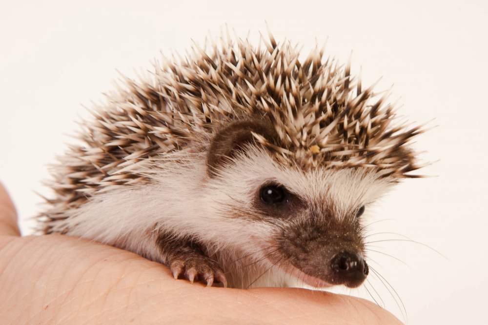 African pygmy hedgehog Rehomed Atelerix albiventris Hungary, Budapest