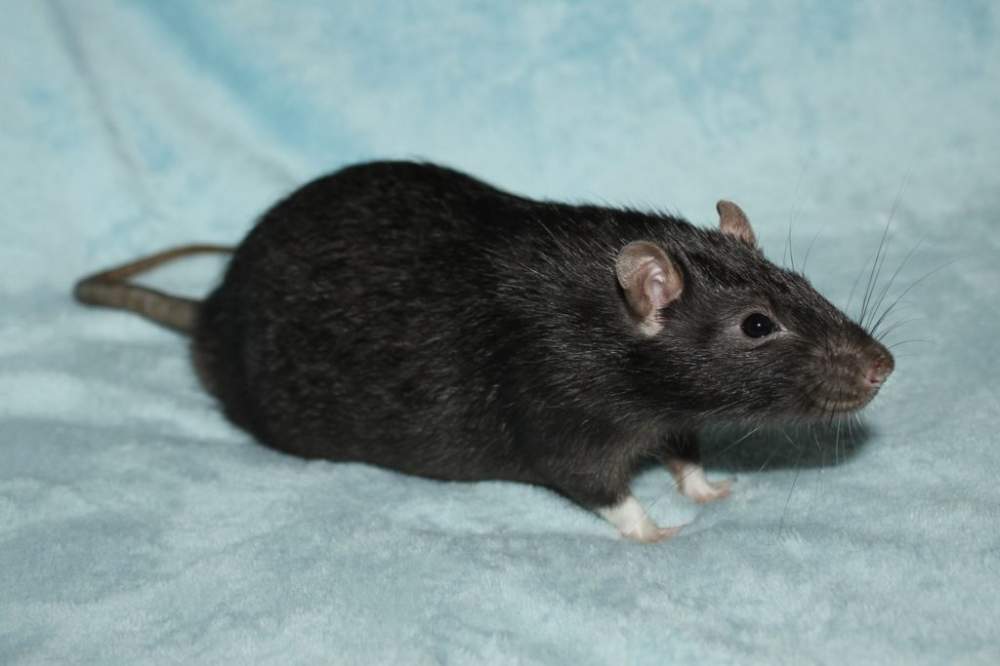 Fancy rat Owned by other Rattus norvegicus 