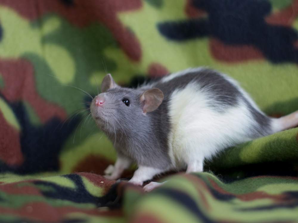 Fancy rat Owned by other Rattus norvegicus 