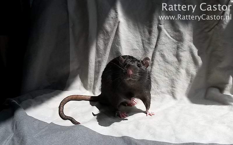 Fancy rat Deceased Rattus norvegicus 