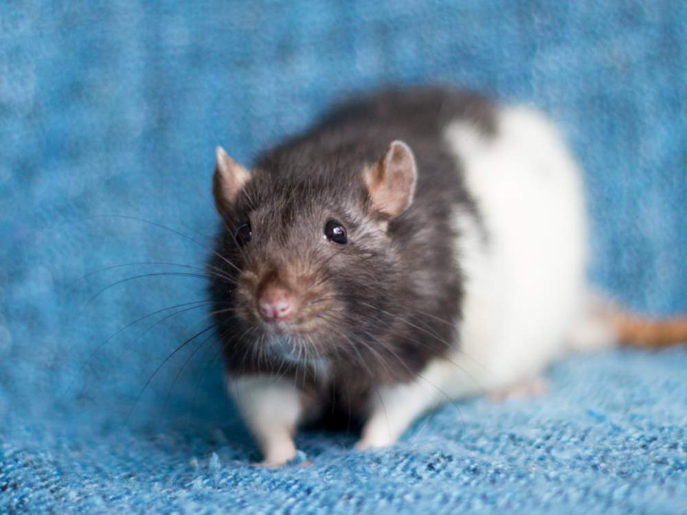 Fancy rat Retired Rattus norvegicus 