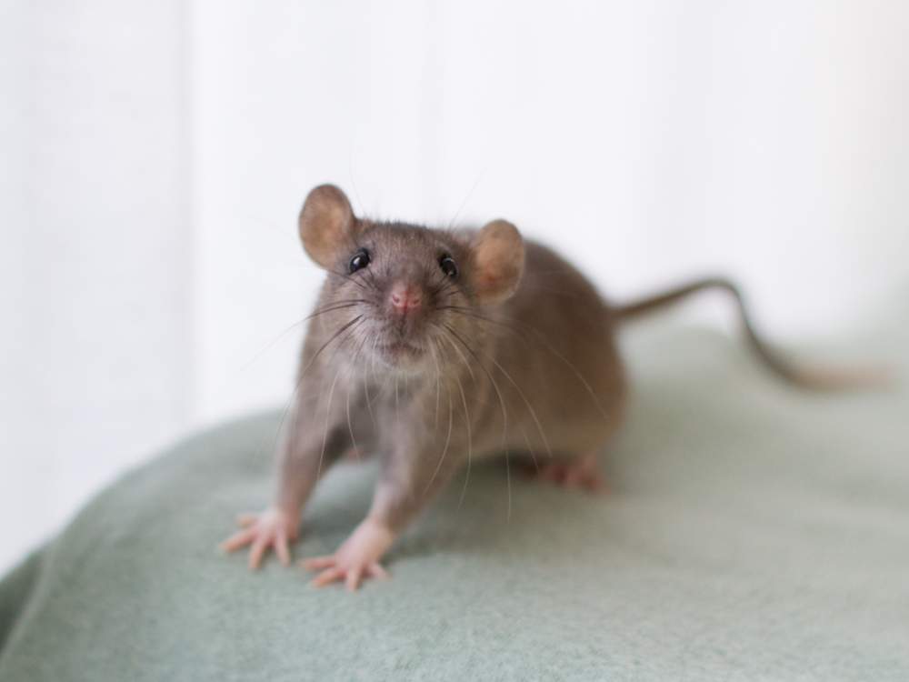 Fancy rat Deceased Rattus norvegicus 