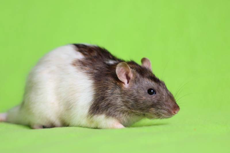 Fancy rat Deceased Rattus norvegicus 