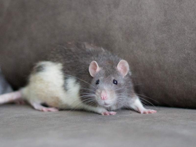 Fancy rat Deceased Rattus norvegicus 