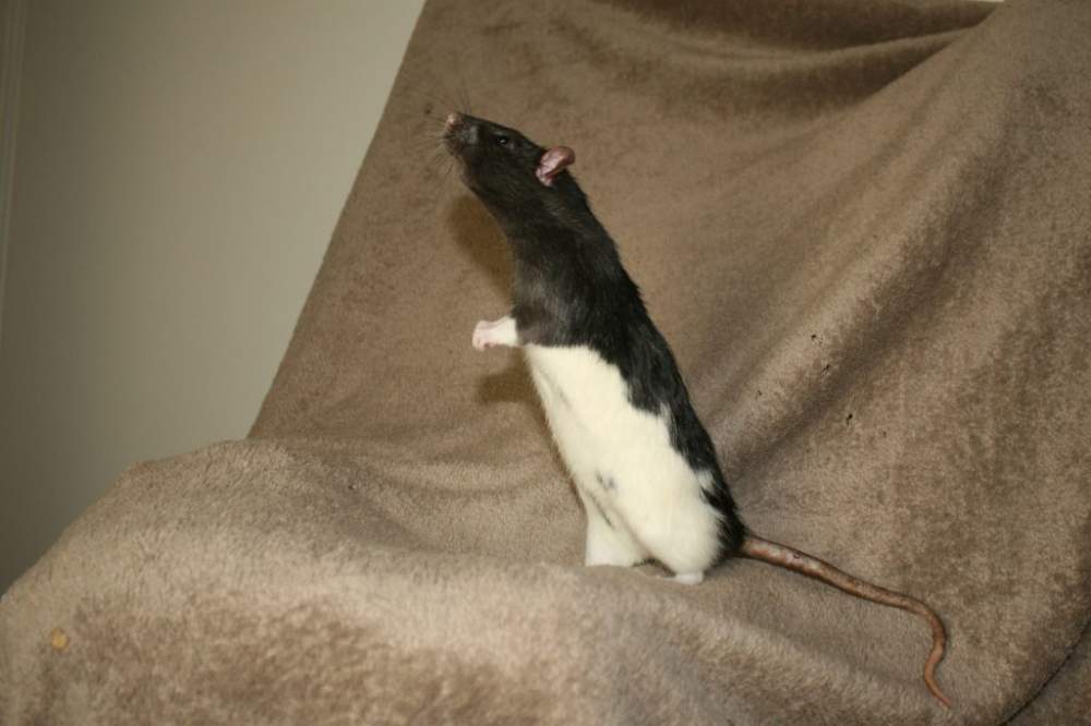 Fancy rat Owned by other Rattus norvegicus 