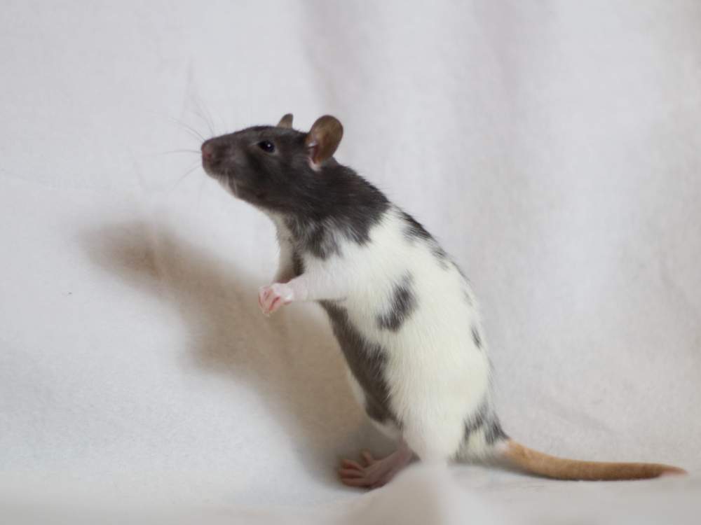 Fancy rat Retired Rattus norvegicus 