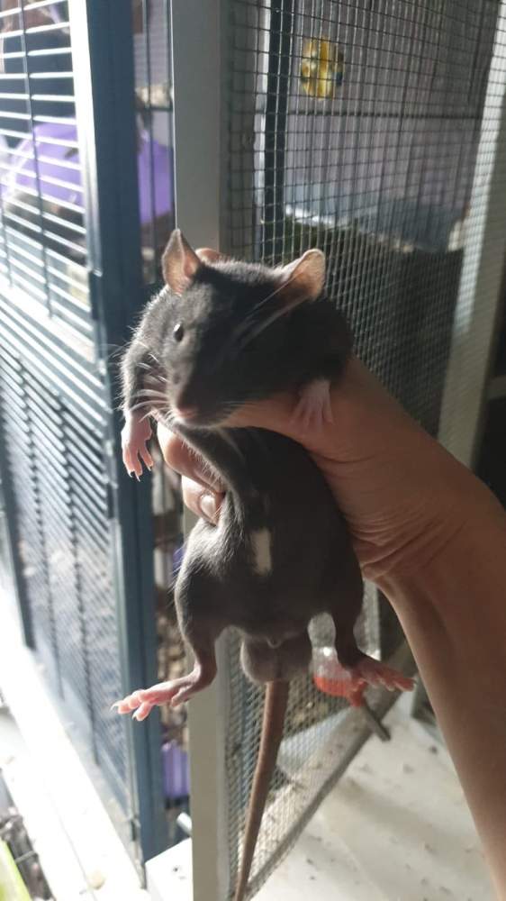 Fancy rat Owned by other Rattus norvegicus 