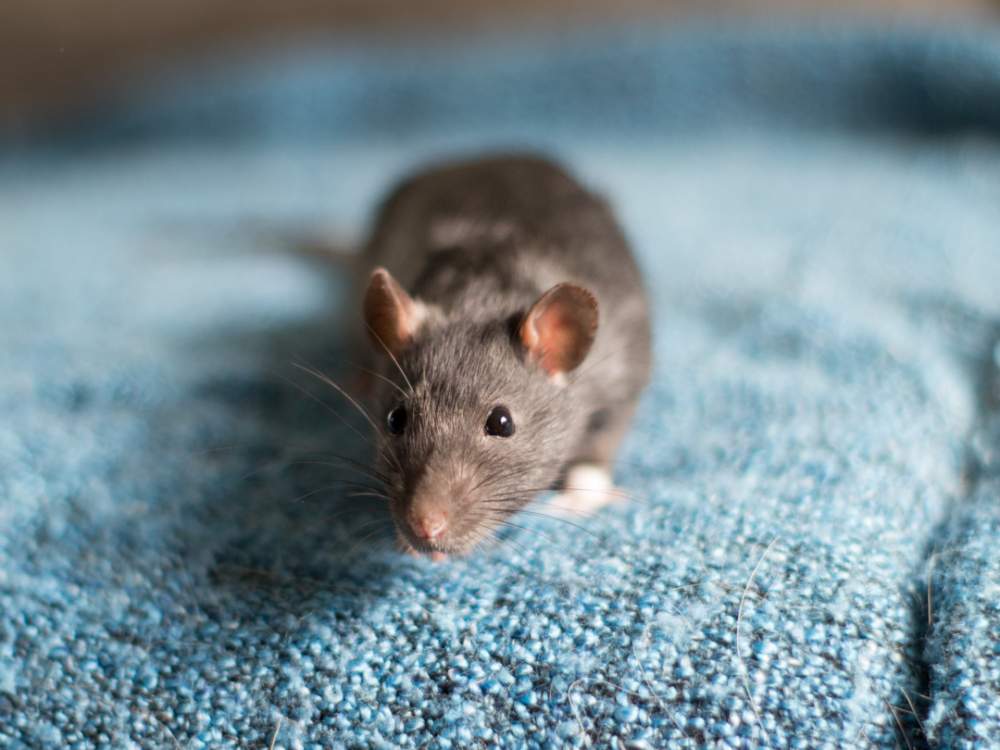 Fancy rat Deceased Rattus norvegicus 