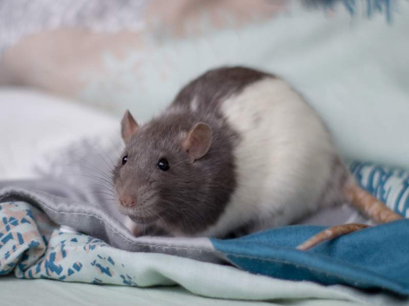 Fancy rat Deceased Rattus norvegicus 