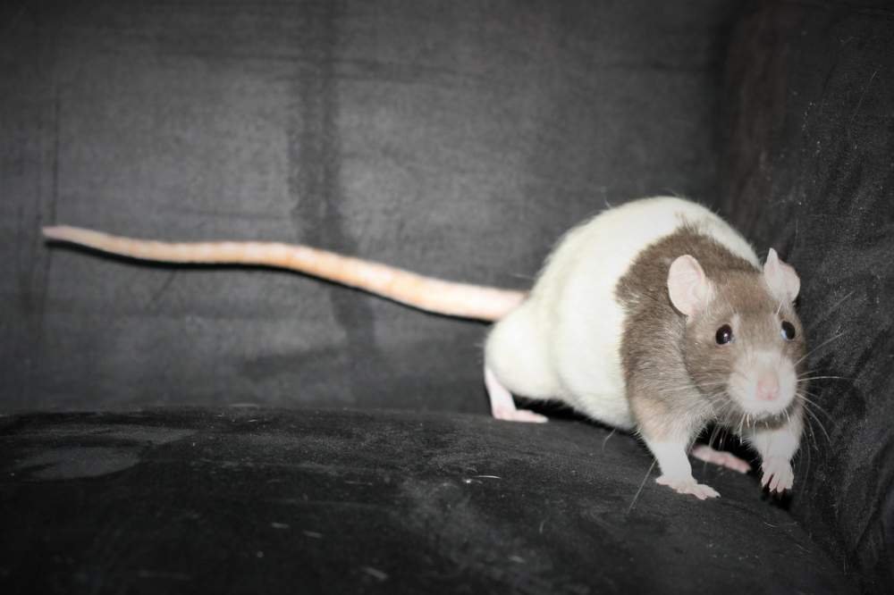 Fancy rat Owned by other Rattus norvegicus 