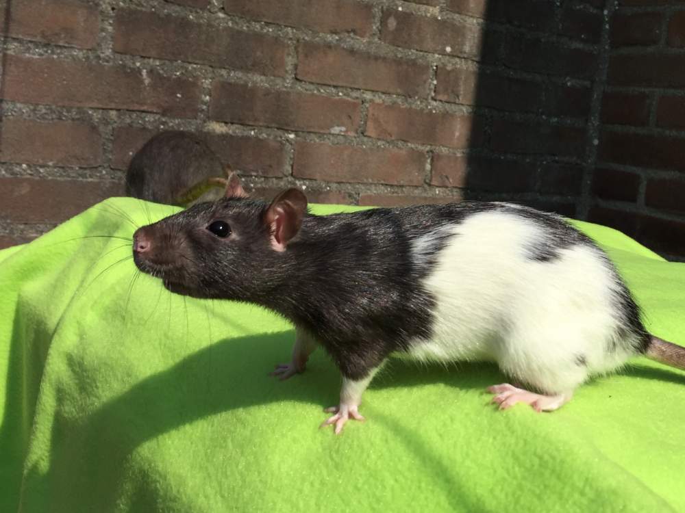 Fancy rat Deceased Rattus norvegicus 