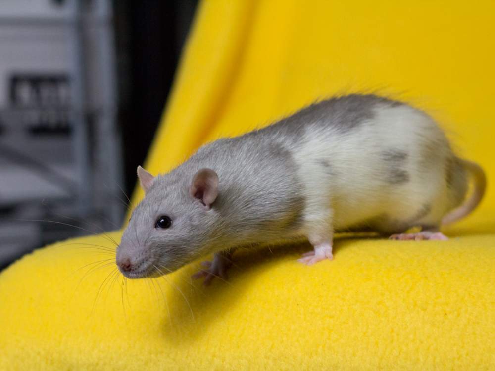 Fancy rat Breeder Rattus norvegicus 