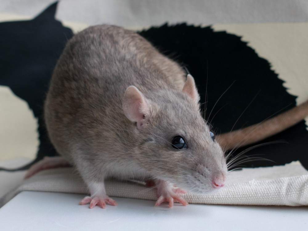 Fancy rat Deceased Rattus norvegicus 