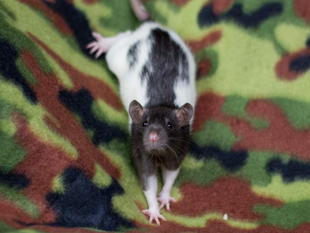 Fancy rat Owned by other Rattus norvegicus 