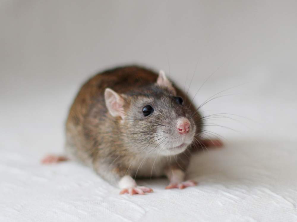 Fancy rat Owned by other Rattus norvegicus 