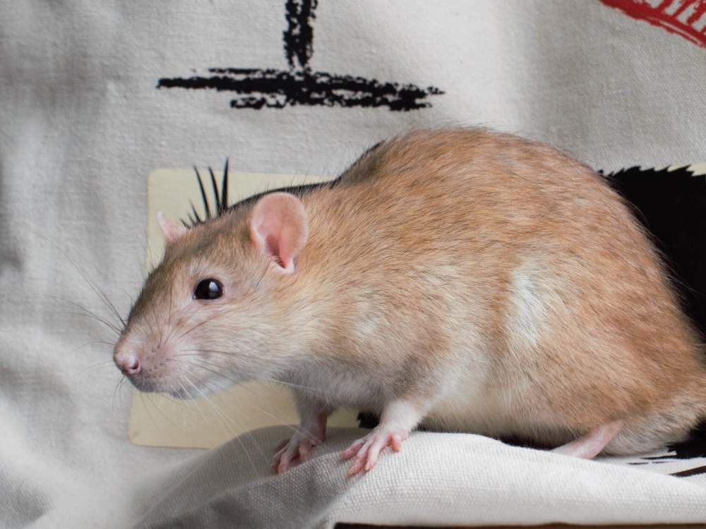 Fancy rat Deceased Rattus norvegicus 