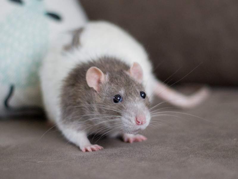 Fancy rat Deceased Rattus norvegicus 