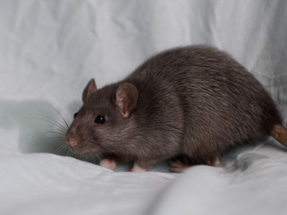 Fancy rat Retired Rattus norvegicus 