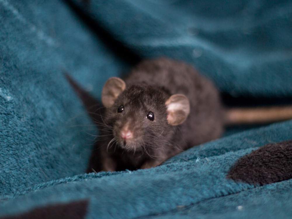 Fancy rat Breeder Rattus norvegicus 