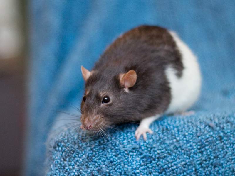 Fancy rat Deceased Rattus norvegicus 