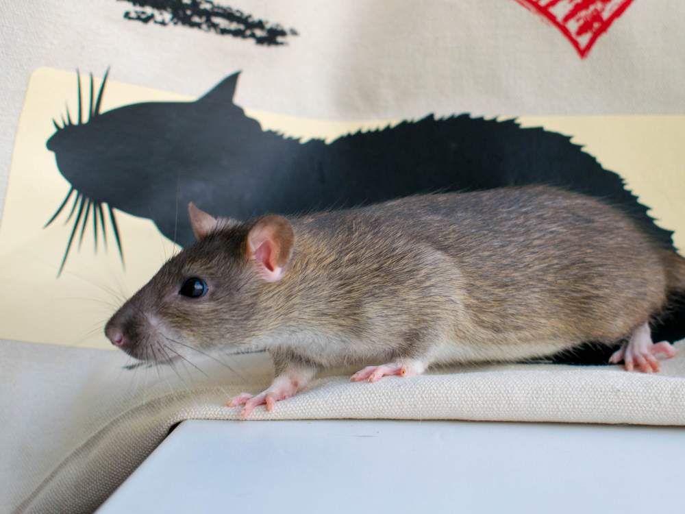 Fancy rat Deceased Rattus norvegicus 