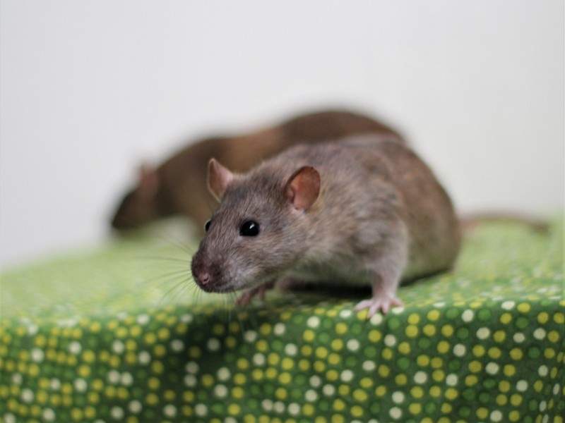 Fancy rat Deceased Rattus norvegicus 