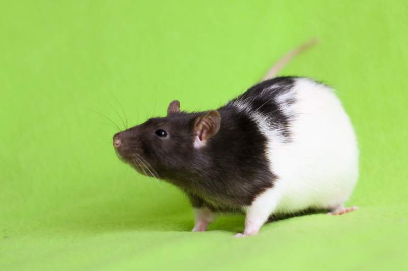 Fancy rat Deceased Rattus norvegicus 