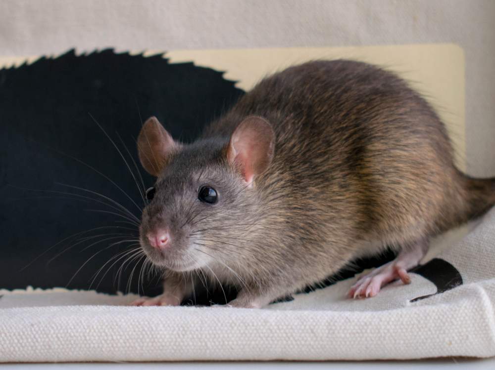 Fancy rat Deceased Rattus norvegicus 