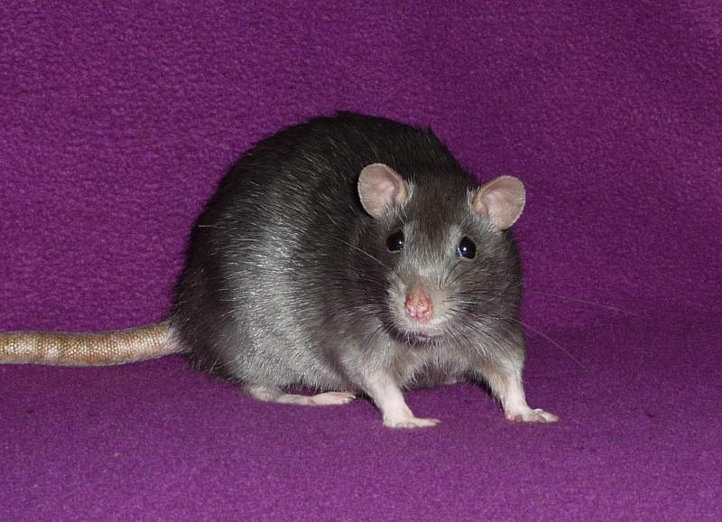 Fancy rat Owned by other Rattus norvegicus 