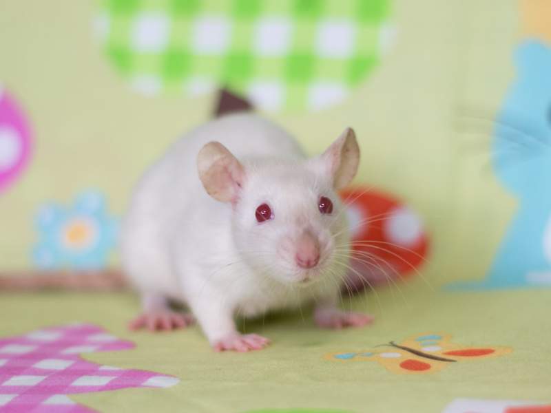 Fancy rat Owned by other Rattus norvegicus 