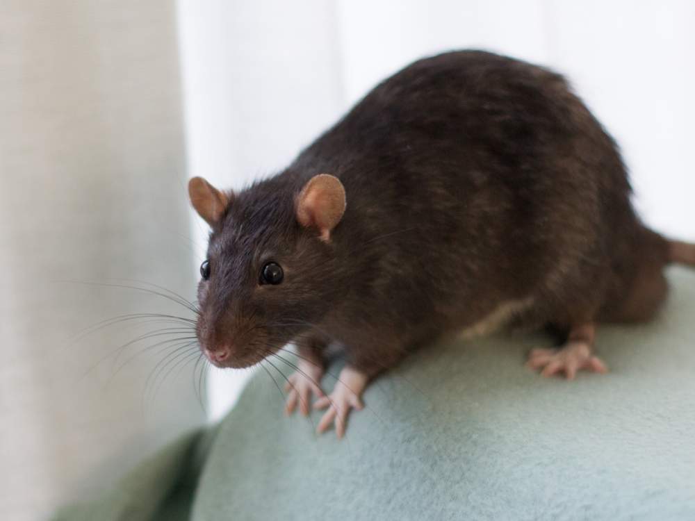 Fancy rat Owned by other Rattus norvegicus 