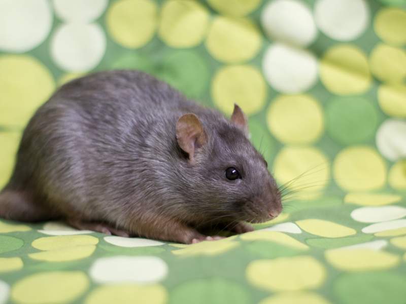 Fancy rat Deceased Rattus norvegicus 