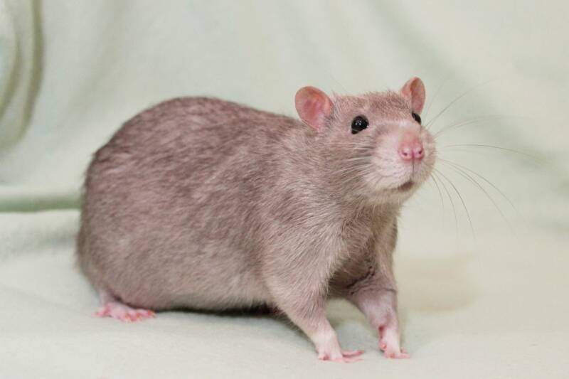 Fancy rat Owned by other Rattus norvegicus 