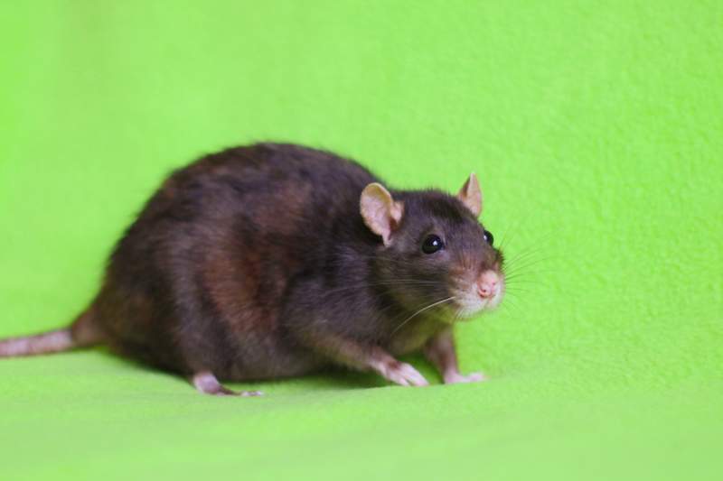 Fancy rat Owned by other Rattus norvegicus 