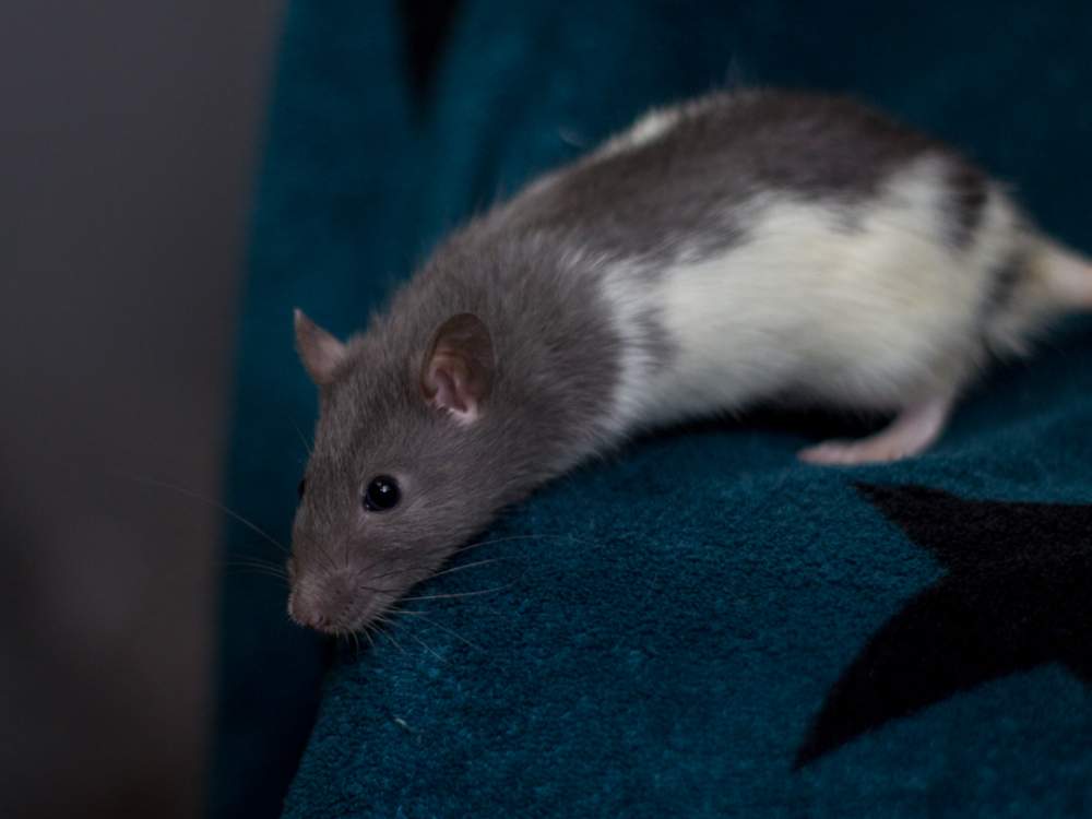 Fancy rat Breeder Rattus norvegicus 