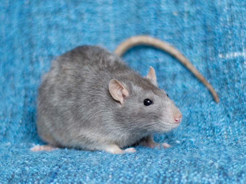 Fancy rat Deceased Rattus norvegicus 