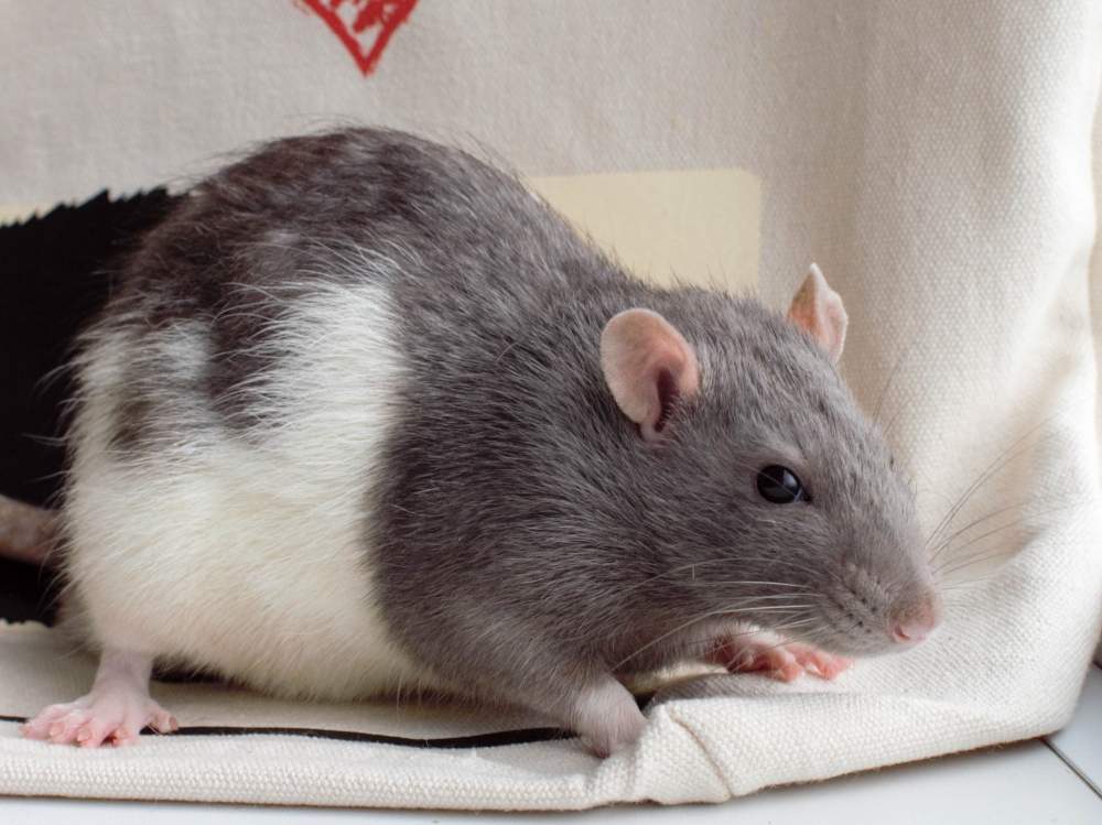 Fancy rat Deceased Rattus norvegicus 