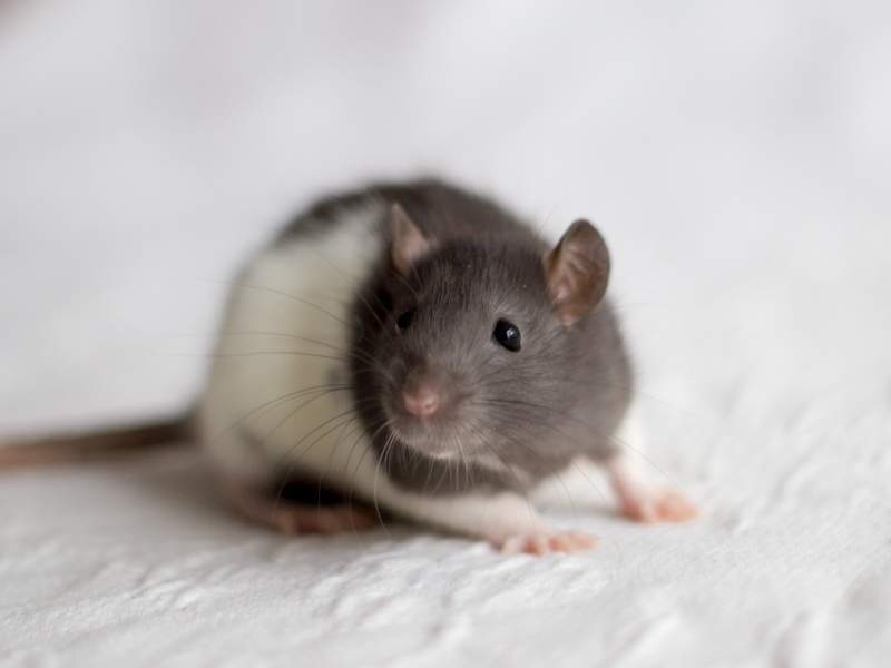 Fancy rat Retired Rattus norvegicus 
