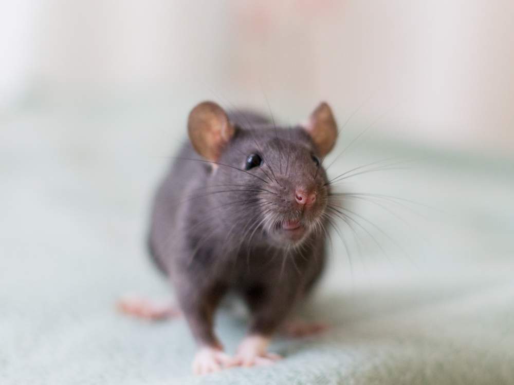 Fancy rat Retired Rattus norvegicus 