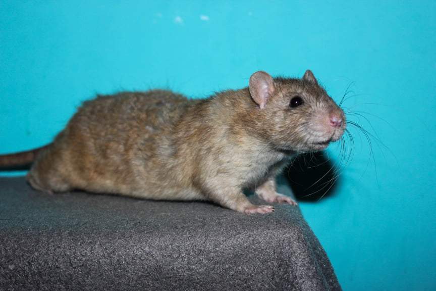 Fancy rat Owned by other Rattus norvegicus 