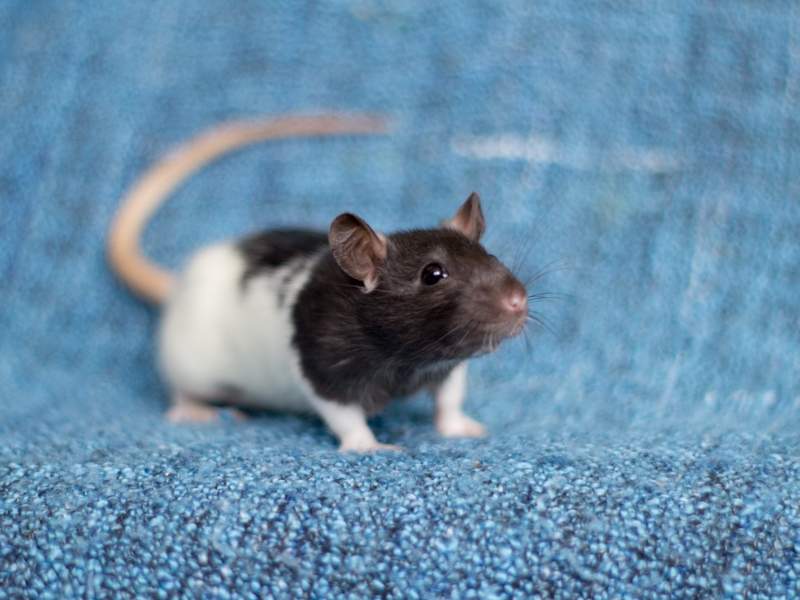 Fancy rat Deceased Rattus norvegicus 