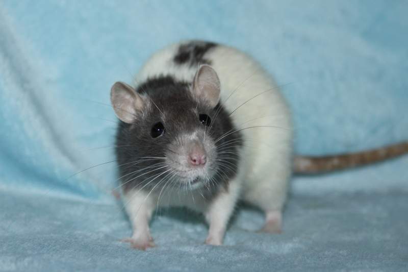 Fancy rat Deceased Rattus norvegicus 