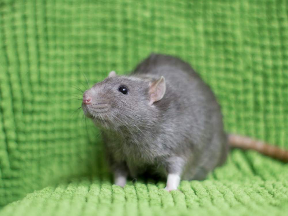 Fancy rat Owned by other Rattus norvegicus 