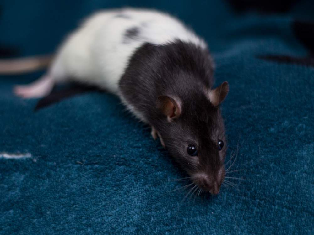 Fancy rat Breeder Rattus norvegicus 