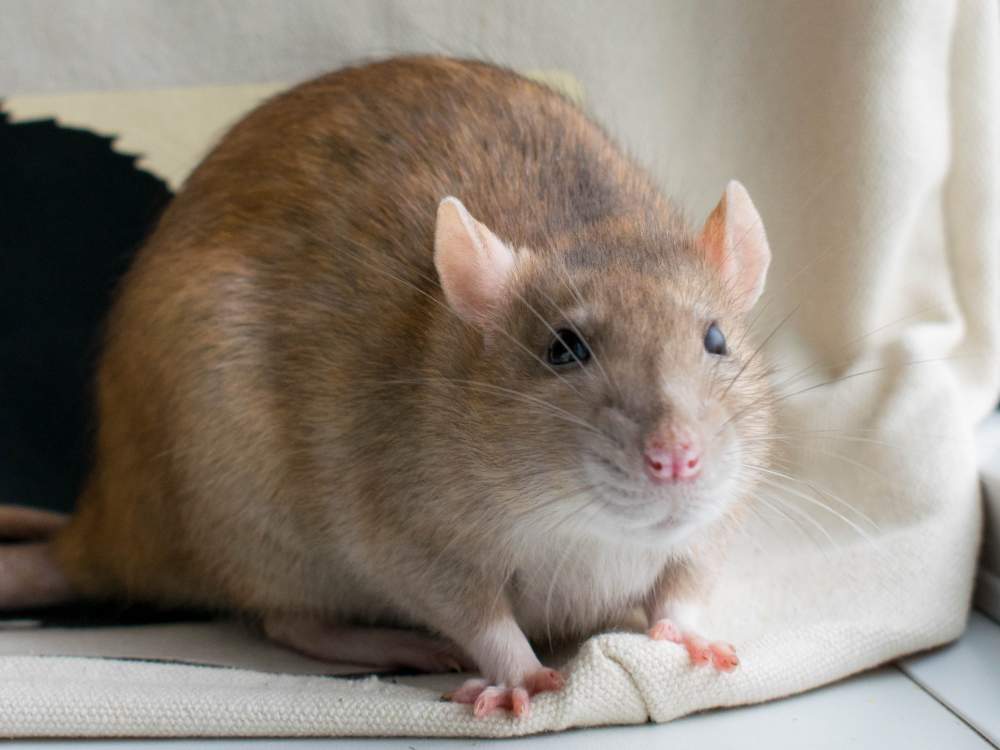 Fancy rat Deceased Rattus norvegicus 